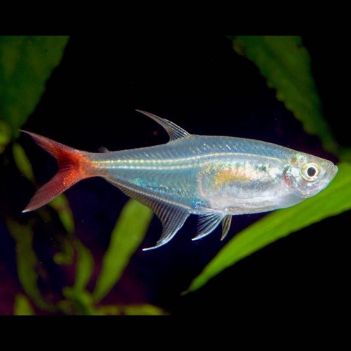Prionobrama filigera - Glass bloodfin M